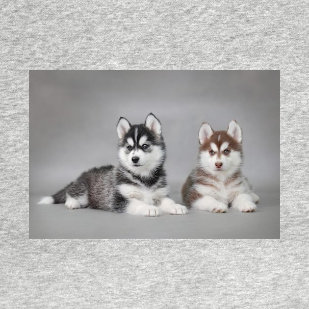 Husky puppies by PetsArt